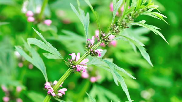 右布洛芬和布洛芬差异